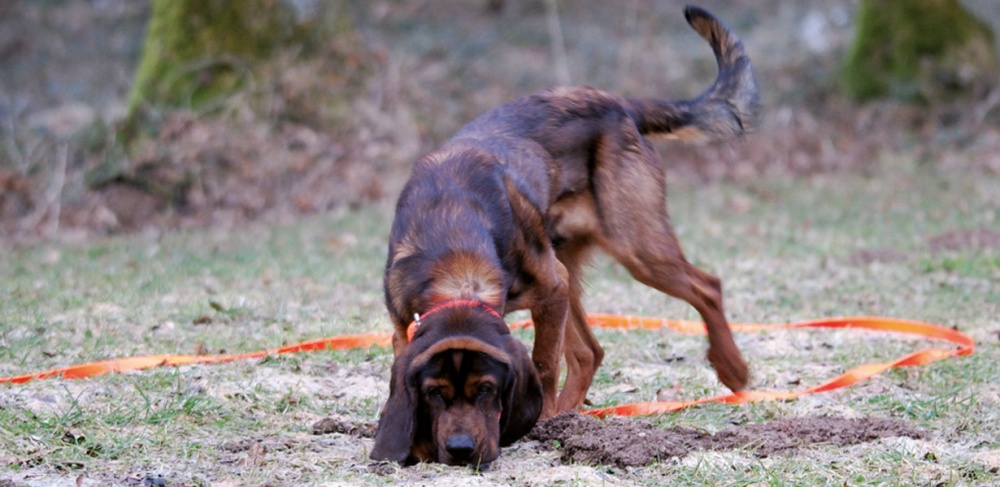 Véreb utánkereső póráz 8 m/13 mm